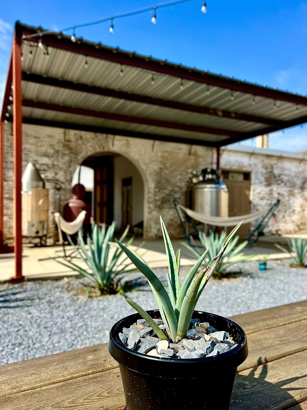 Agave and string lights in the courtyard at Ancestral Craft Spirits
